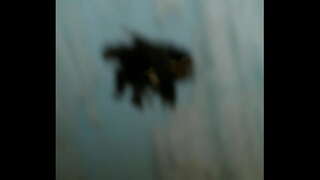 Latin apy cam kwi-ecuador . centro historico putas ecuatorianas